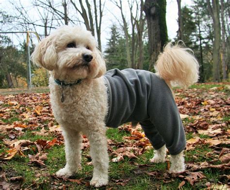 Fleece Dog Pants