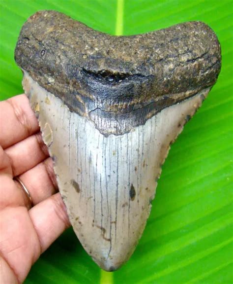 MEGALODON SHARK TOOTH - 4.58 Inches - Shark Teeth - Real Fossil ...