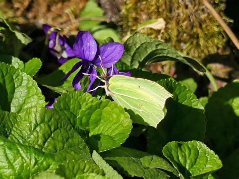 Brimstone, Upton Country Park | Dorset Butterflies