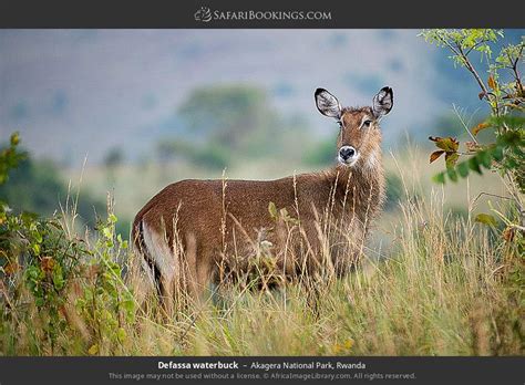 Akagera Wildlife Photos – Images & Pictures of Akagera National Park