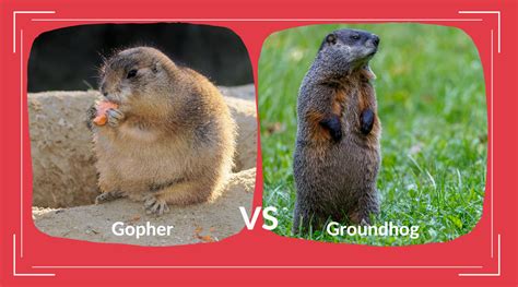 Gopher vs Groundhog: Which is Which? – Pest Supply Canada