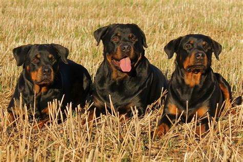 Golden Rottie Puppies