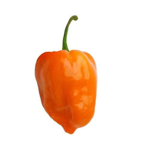 Orange Habanero - PepperHead