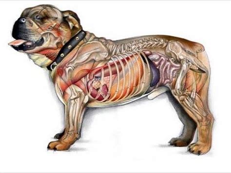 Anatomía Animal - Clase 01 Introducción - YouTube