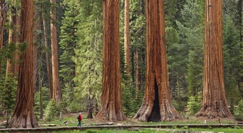 Hyperion: World’s Tallest Tree Lies in a Hidden Location | Gadgets ...