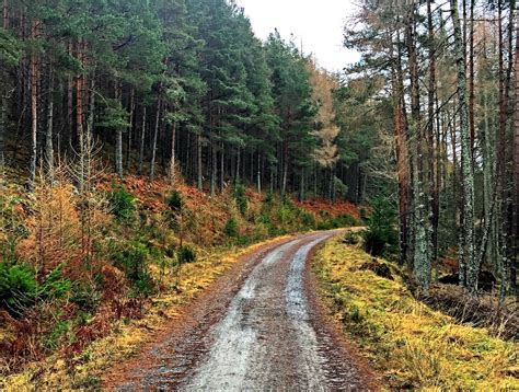 Forest trails in Faskally Woods #Pitlochry Forest Trail, Forest Road, Scotland Highlands ...