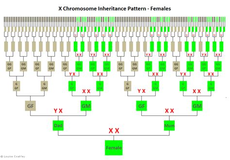 FEMALE: X-Chromosome Inheritance-Pattern From: http://genie1.com.au ...