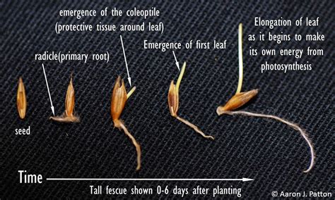 Purdue Turf Tips: Watering Newly Seeded Areas