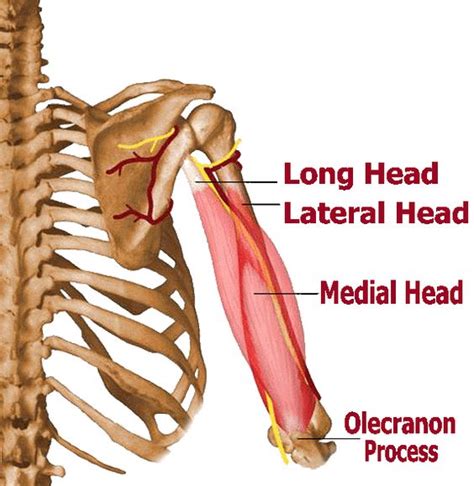 TRICEPS: THE OVERLOOKED COMPONENT OF SHOULDER STRENGTH - Pure ...