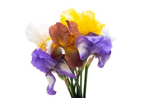 Iris bouquet stock photo. Image of contrast, fresh, flora - 18694668