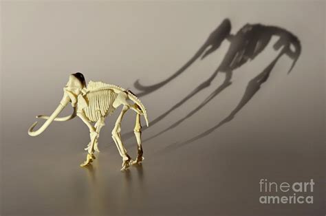 Mammoth skeleton Photograph by Sami Sarkis - Fine Art America