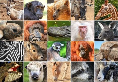 Reino Animal o Animalia: Características y Clasificación de los Animales