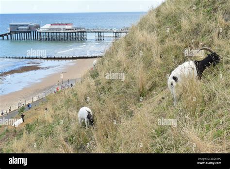 Bagot goat family hi-res stock photography and images - Alamy