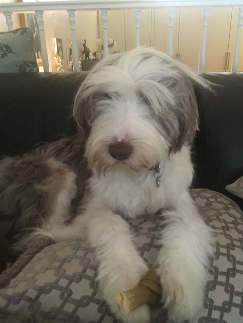 Poppy’s new haircut 🐶 | Bearded collie, Collie, Cute