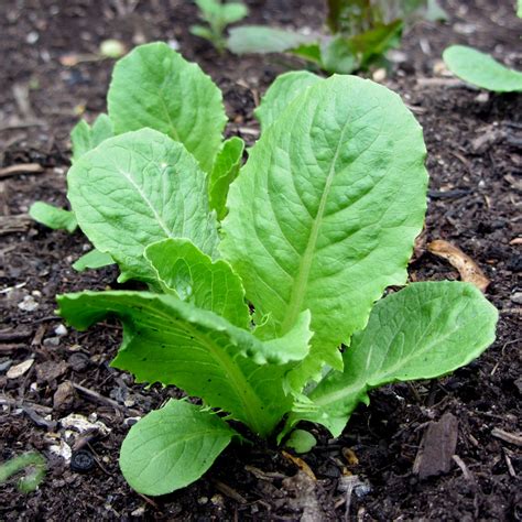 Romaine Lettuce - VEGarden