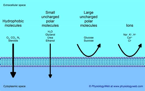 Permeation through a pure lipid bilayer - PhysiologyWeb