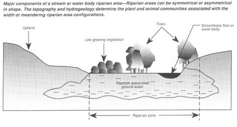 Spotlight: Riparian Areas - Headwaters Science Institute