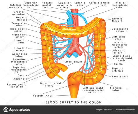 Blood Supply Colon Arterial Veins Large Intestine Large Intestine Anatomy Stock Vector Image by ...