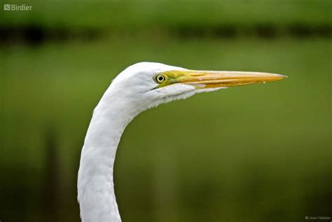 Ardea alba (Great Egret) by Joao Valadao • Birdier