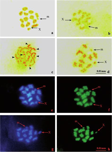 a−b, Silver nitrate staining in Anax immaculifrons; c−d − silver... | Download Scientific Diagram