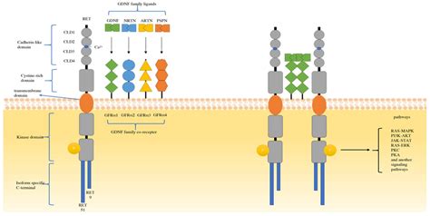 Molecules | Free Full-Text | Precious Gene: The Application of RET-Altered Inhibitors