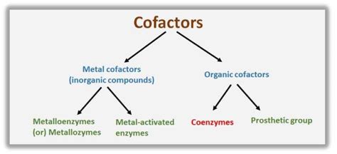 Examples of Cofactors and Coenzymes - Biology Brain