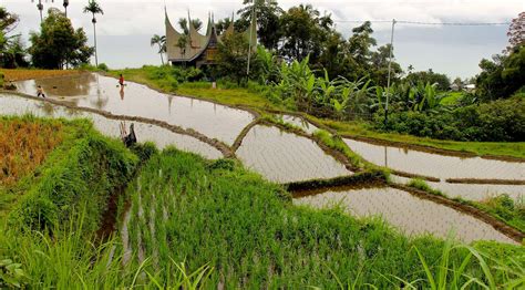 Eat Local in West Sumatra