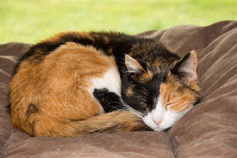 7 Changes In Cat Behavior to Look For - Tufts Catnip