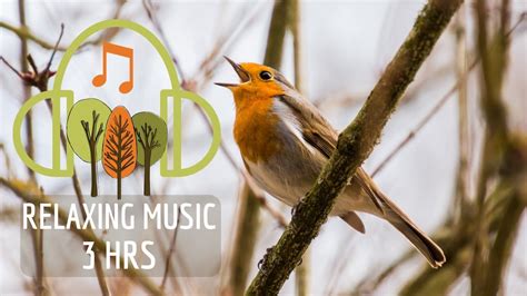 🎵RELAXING MUSIC🦜BIRDS - YouTube