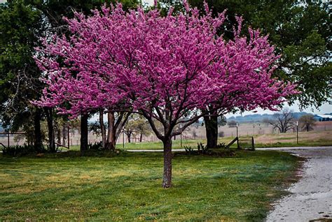 Appalachian Redbud Trees For Sale Online | The Tree Center