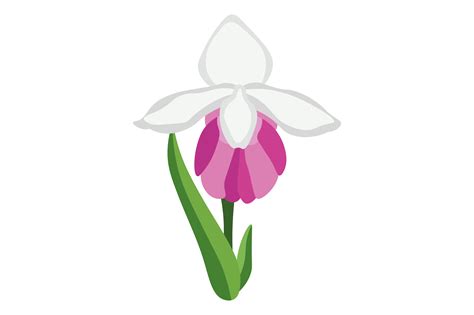 Minnesota State Flower - Cypripedium Reginae SVG Cut file by Creative ...