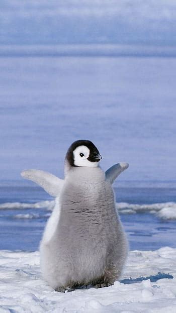 Cute Baby Penguins Wallpaper