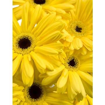 yellow-daisies