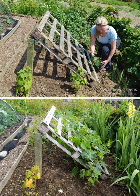 Garden Trellis Ideas For Cucumbers / 15 Easy DIY Cucumber Trellis Ideas in 2020 | Cucumber ...