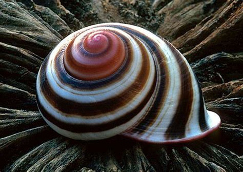 Shells are Swell – Beautiful Examples of Seashell Photography by Warren ...