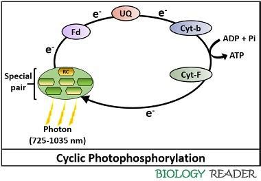 Cyclic Photophosphorylation Diagram