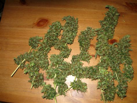 A Guide to Growing Sativa Strains Indoors | Grow Weed Easy