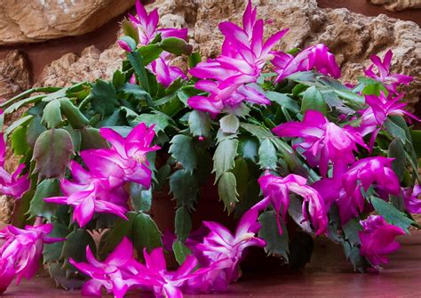 HOW TO GROW A CHRISTMAS CACTUS - Watters Garden Center