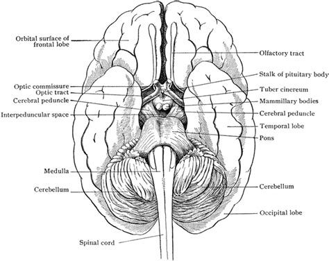 Relation of Brain Stem to Spinal Cord | ClipArt ETC