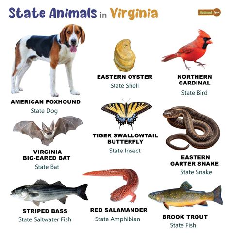 List of Animals That Live in Virginia (With Pictures)