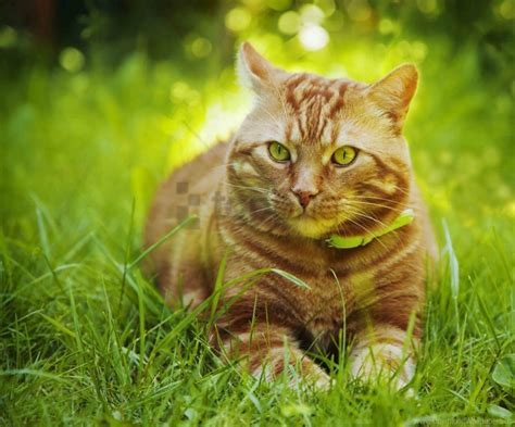 Cat Grass Striped Wallpaper Background Best Stock Photos - Image ID 146973 | TOPpng