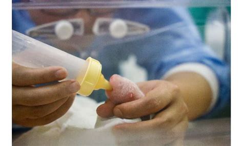 Rare baby panda twins born at Belgian zoo