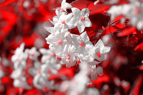 Red And White Flowers Wallpapers - Wallpaper Cave