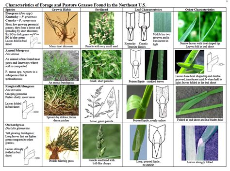 Identify Your Pasture Grasses | Pasture, Plant identification, Grass