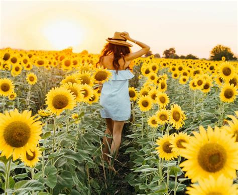 Sunflower Farms For a Day Trip From Ottawa