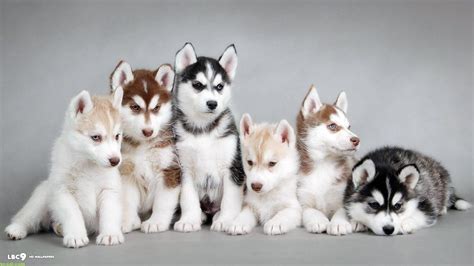 Baby Huskies Wallpapers - Wallpaper Cave