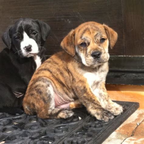 Französische Bulldogge Golden Retriever Mix