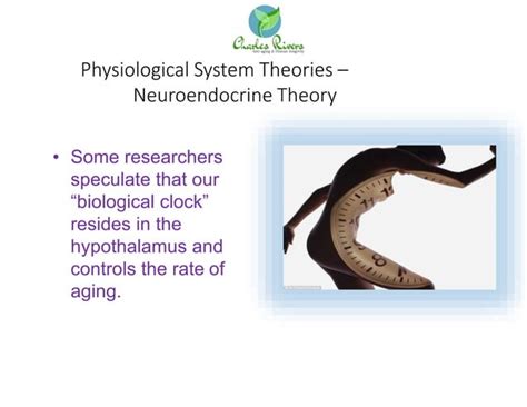 Biological theories of aging | PPT