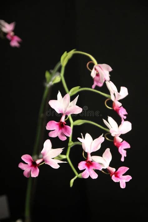 Pink Orchids stock photo. Image of colorful, plant, blossom - 269371524