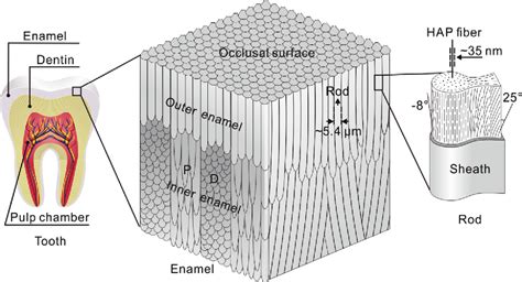 Figure 3 from Giant panda׳s tooth enamel: Structure, mechanical behavior and toughening ...